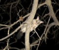 0707-2048 Possum (7078348)